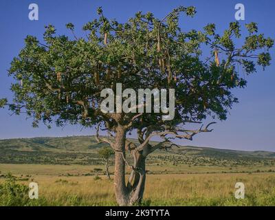 Arbre de baobab Adansonia digitata avec des saucisses fruits debout dans les terres d'herbe de la mara de masai au Kenya Banque D'Images