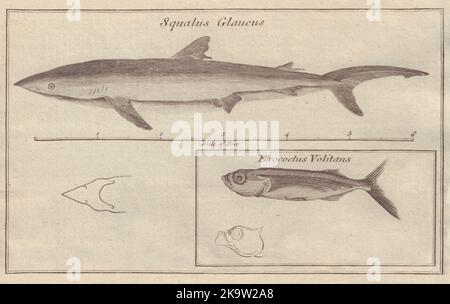 Squalus glaucus (requin bleu). Exocoetus Volitans (Flying Fish) 1779 vieux imprimé Banque D'Images