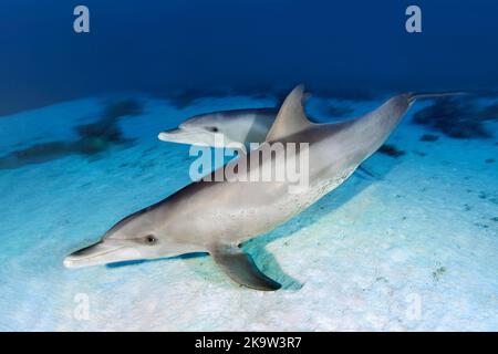 Dauphin à gros nez (Tursiops truncatus), mère avec veau, baignade sur fond sablonneux, océan Pacifique, Grande barrière de corail, site classé au patrimoine mondial de l'UNESCO Banque D'Images