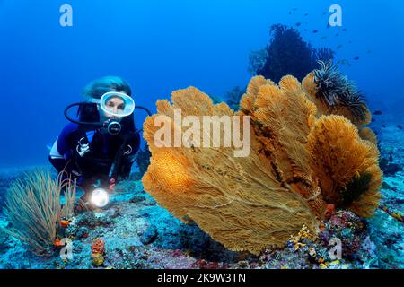 Plongeur avec lampe regardant le fan de mer géant (Annella mollis) avec des étoiles de plumes (Centrometra bella) sur le récif, Océan Pacifique, Grande barrière de corail Banque D'Images