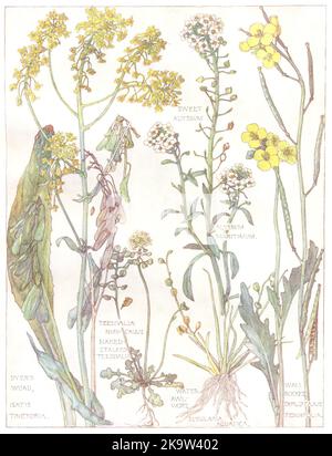 FLEURS. Chou. Cruciferae. Dyer's Woad; Water Awlwort; Wall Rocket 1907 Banque D'Images