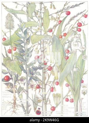 LIS.nénuphars à deux feuilles;Brocheuse Broom;Solomon's Seal;nénuphar de la vallée 1907 Banque D'Images