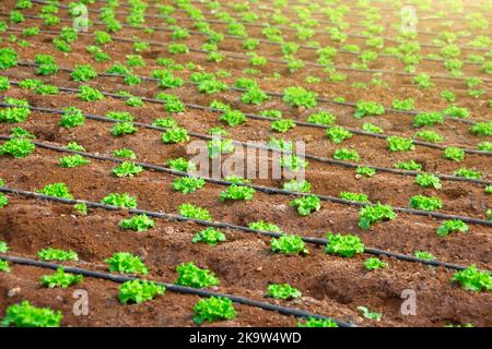 Culture industrielle de plantes biologiques utiles, de laitue et d'autres légumes verts plantés en rangée avec tuyaux d'arrosage automatiques. Entretien automatique Banque D'Images