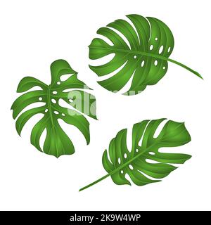 Les feuilles de la jungle tropicale de Philodendron sont isolées sur fond blanc vecteur illustration modifiable main dessinée Illustration de Vecteur