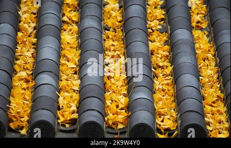 LIANYUNGANG, CHINE - le 30 OCTOBRE 2022 - les feuilles de Ginkgo biloba tombent sur les tuiles du palais Sanyuan à la montagne Huaguo dans la ville de Lianyungang, Jiangsu Banque D'Images