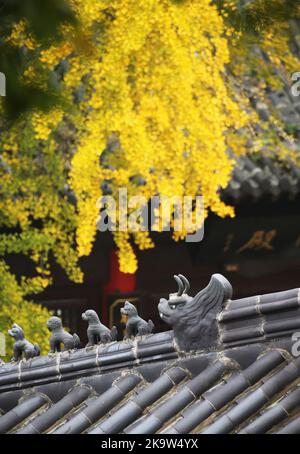 LIANYUNGANG, CHINE - 30 OCTOBRE 2022 - Un ginkgo biloba est vu contre un bâtiment dans le palais de Sanyuan, la montagne Huaguo, la ville de Lianyungang, Jiangsu Providing Banque D'Images