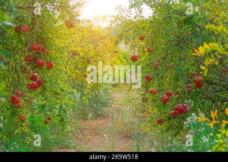 Plantation d'arbres de grenade plantés en rangées de fruits rouges brillants Banque D'Images