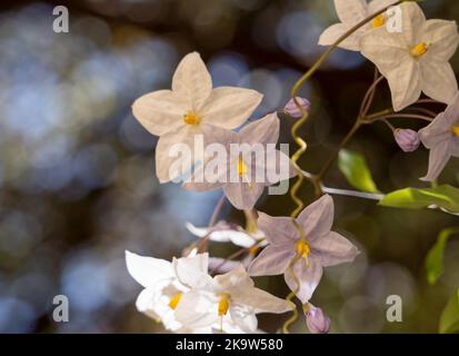 Gros plan de l'album de fleurs de vigne de pomme de terre blanche en fleur (album de solanum laxum) Banque D'Images