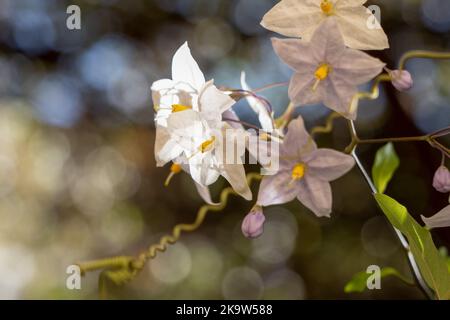 Gros plan de l'album de fleurs de vigne de pomme de terre blanche en fleur (album de solanum laxum) Banque D'Images