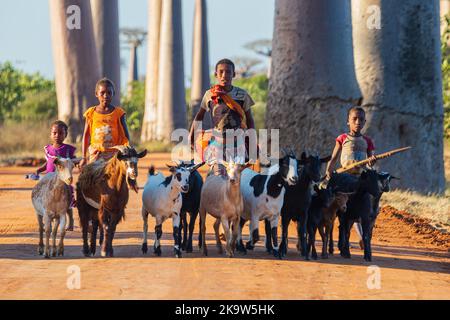 MORONDAVA, MADAGASKAR - JUIN 2021. Les enfants qui ont un bouquet de chèvres sur l'allée des Baobabs. Banque D'Images