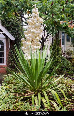 Une plante de yucca, Yucca gloriosa, fleurit dans un jardin de banlieue. Banque D'Images