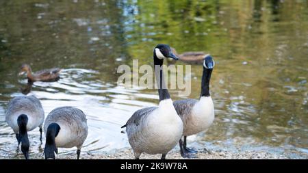 Gros plan d'une oie du canada (Branta canadensis) avec des oies Banque D'Images