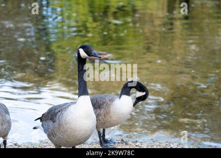 Gros plan d'une oie du canada (Branta canadensis) avec des oies Banque D'Images