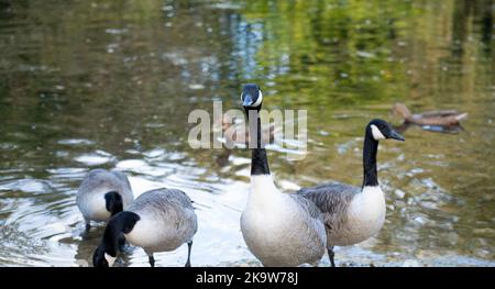 Gros plan d'une oie du canada (Branta canadensis) avec des oies Banque D'Images