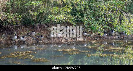 Gros plan d'une oie du canada (Branta canadensis) avec des oies Banque D'Images