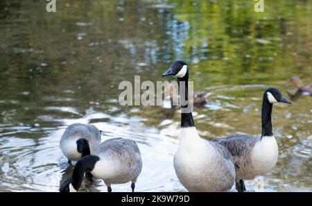 Gros plan d'une oie du canada (Branta canadensis) avec des oies Banque D'Images