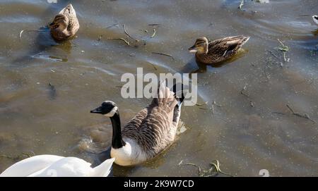 Gros plan d'une oie du canada (Branta canadensis) avec des oies Banque D'Images