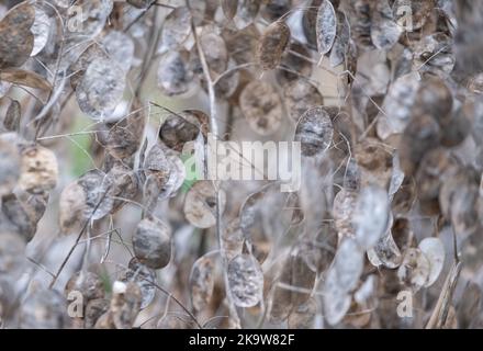 Gousses de graines séchées au silvery de la plante de Lunaria annua, appelée honnêteté ou honnêteté annuelle. Photographié à la fin de l'automne à Wisley, Surrey, Royaume-Uni. Banque D'Images