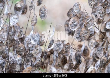 Gousses de graines séchées au silvery de la plante de Lunaria annua, appelée honnêteté ou honnêteté annuelle. Photographié à la fin de l'automne à Wisley, Surrey, Royaume-Uni. Banque D'Images