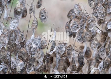 Gousses de graines séchées au silvery de la plante de Lunaria annua, appelée honnêteté ou honnêteté annuelle. Photographié à la fin de l'automne à Wisley, Surrey, Royaume-Uni. Banque D'Images