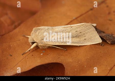 Gros plan sur le grand hiatin de Wainscot de saison de couleur marron pâle, Rhizedra lutosa, assis sur une feuille de chêne séchée Banque D'Images