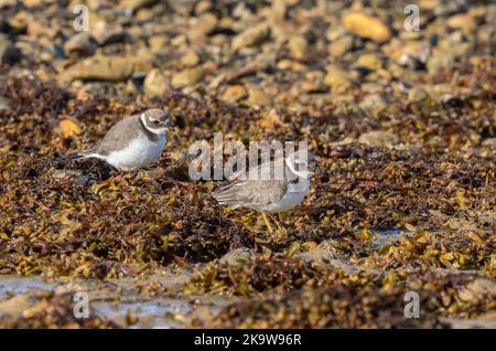 Pluviers annelés, Charadrius hiaticula, se nourrissant sur le rivage à Chesil Beach en automne. Banque D'Images