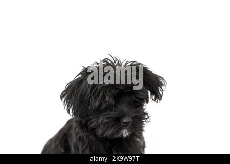 Portrait d'un mignon chien noir Morkie ou Yorktese ou Malkie, chiot de l'âge de 4 mois, isolé sur fond blanc. Race de Maltais et du Yorkshire Banque D'Images