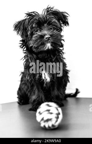 Chien chiot noir Yorktese sur éveil canapé rouge et prêt à jouer avec le ballon, isolé sur fond blanc avec copie espace en vertical. De race Maltese Banque D'Images