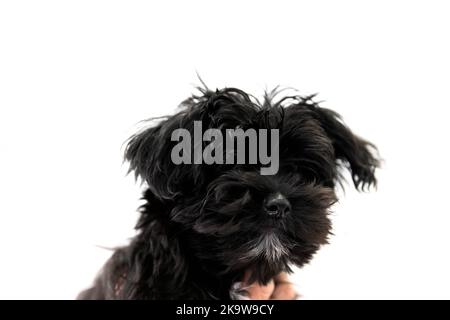 Chiot Yorktese noir sur fond blanc avec l'exemplaire de l'espace. Race de chiens maltais et Yorkshire Terrier. Banque D'Images