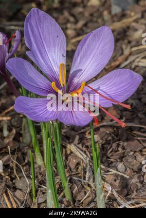 Safran, Crocus sativus, en fleur en automne, avec des styles très longs. Banque D'Images