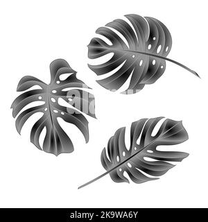 La jungle tropicale de Philodendron laisse noir et blanc isolé sur fond blanc illustration vectorielle modifiable dessin à la main Illustration de Vecteur