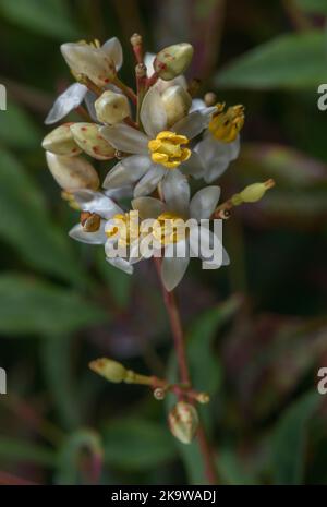 Bambou sacré, Nandina domestica, en fleur; de l'Asie orientale. Banque D'Images