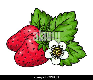 Couple de fraises avec fleur et feuilles vertes dessinées à la main isolées sur blanc. Mûr entier moelleux forêt sauvage baies rouges. Éco-nourriture aux fruits doux. Gros plan sur les fraises fraîches juteuses pour l'impression de l'autocollant patch Illustration de Vecteur