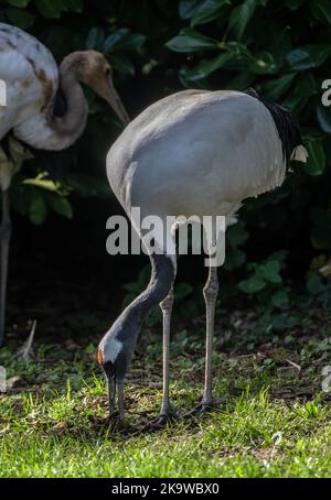 Grue à couronne rouge, Grus japonensis, dans les prairies. Banque D'Images