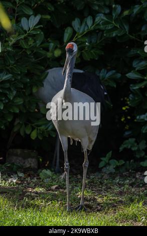 Grue à couronne rouge, Grus japonensis, dans les prairies. Banque D'Images