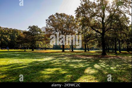 Hambourg, Allemagne. 30th octobre 2022. Les rayons du soleil brillent à travers les feuilles du parc du peuple à feuillage d'automne. Credit: Axel Heimken/dpa/Alay Live News Banque D'Images