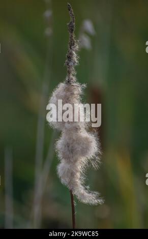 Bulrush, Typha latifolia, produisant des semences mûres en automne. Banque D'Images