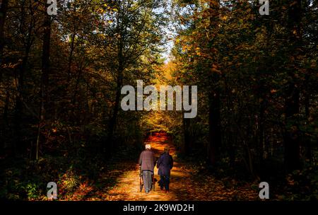 Hambourg, Allemagne. 30th octobre 2022. Un couple âgé se balade à travers le feuillage d'automne de Volkspark. Credit: Axel Heimken/dpa/Alay Live News Banque D'Images