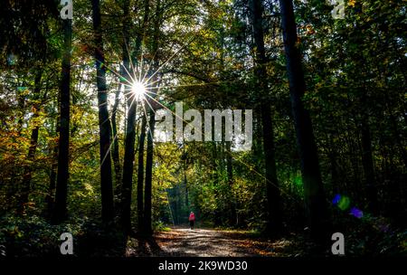 Hambourg, Allemagne. 30th octobre 2022. Les rayons du soleil brillent à travers les feuilles du parc du peuple à feuillage d'automne. Credit: Axel Heimken/dpa/Alay Live News Banque D'Images