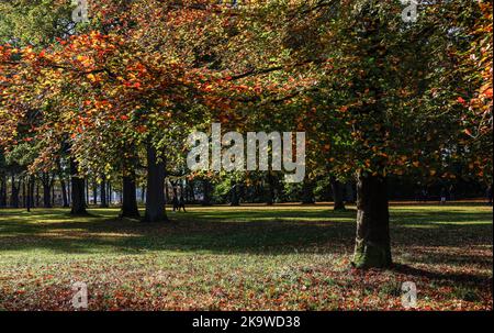 Hambourg, Allemagne. 30th octobre 2022. Les rayons du soleil brillent à travers les feuilles du parc du peuple à feuillage d'automne. Credit: Axel Heimken/dpa/Alay Live News Banque D'Images