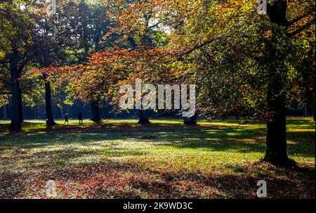 Hambourg, Allemagne. 30th octobre 2022. Les rayons du soleil brillent à travers les feuilles du parc du peuple à feuillage d'automne. Credit: Axel Heimken/dpa/Alay Live News Banque D'Images