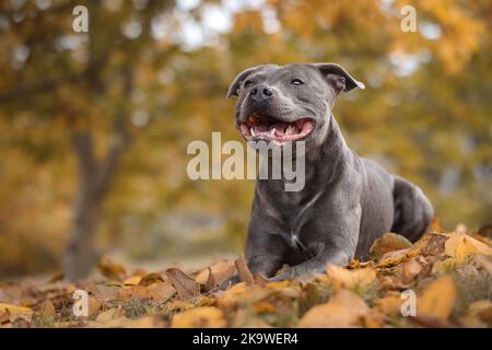 Joyeux Blue Staffy dans la nature de l'automne. Portrait souriant de l'anglais Staffordshire Bull Terrier couché dans les feuilles mortes. Banque D'Images