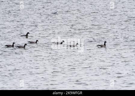 La Bernache cravant (Branta bernicla) Banque D'Images