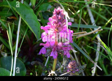 La lousewort de Whorled Pedicularis verticillata dans les montagnes de Picos, dans le nord de l'Espagne Banque D'Images