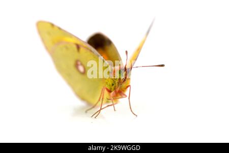 Papillon jaune obscurci isolé sur blanc. Banque D'Images