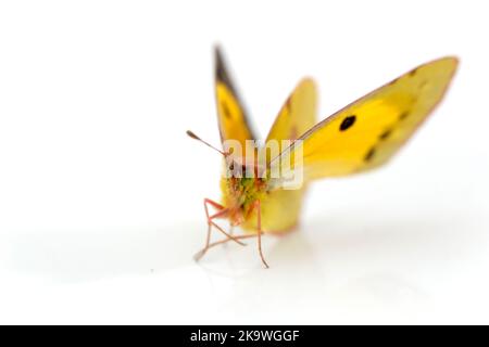 Papillon jaune obscurci isolé sur blanc. Banque D'Images