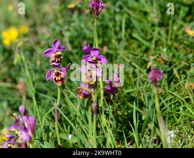 Orchidée à la mouche Ophrys tenthredinifera dans les montagnes de Picos, dans le nord de l'Espagne Banque D'Images