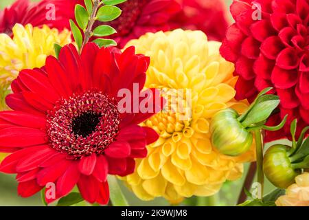 Rote Gerbera und bunte Dahlien Nahaufnahme Banque D'Images