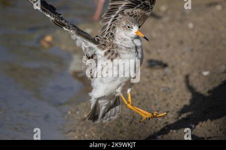 Le Ruff, Calidris pugnax, en vol, arrivant à terre sur le rivage. Automne. Banque D'Images