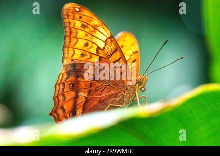 Cruiser papillon vindula arsinoe gros plan Banque D'Images